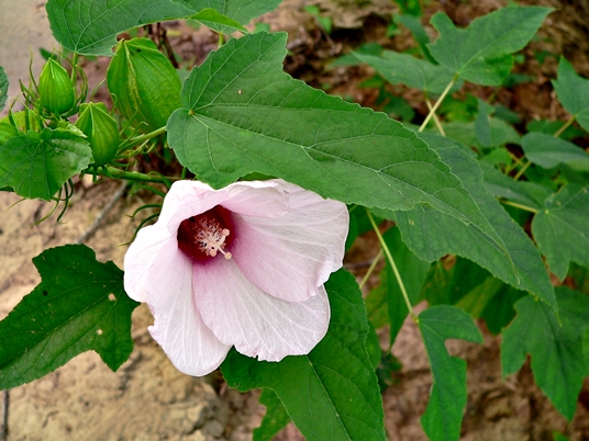 {Hibiscus laevis}